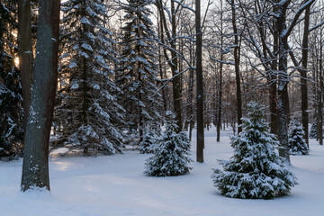 Peterhof Lower Park covered with snow on a sunny winter day, St. Petersburg, Russia