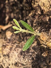 plant growing in the tree