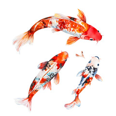 Koi Fish Watercolor Art