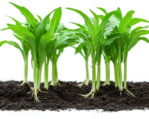 Fototapeta premium Several small green plants growing from dark fertile soil on white