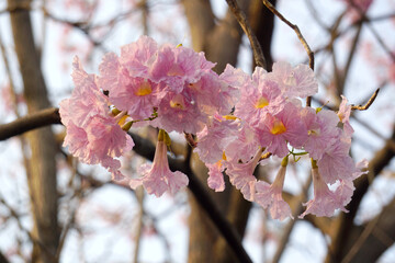 Pink flower tree in the park. Trumpet trees or Tabebuia rosea blooming in spring season. Soft focus.