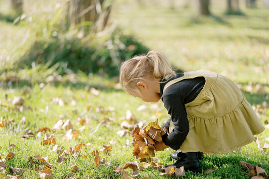 Little girl collects a bouquet of fallen leaves, bending over on a sunny lawn. Side view