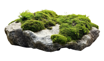 lush green moss on grey rock, isolated on white background