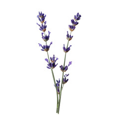 purple lavender flowers on white background