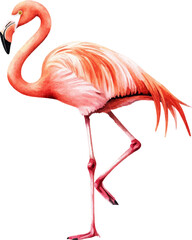 Obraz premium Flamingo with tropical leaves. Watercolor vector illustration isolated on white background