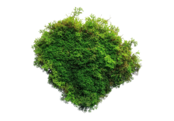 green moss heart shape on transparent background