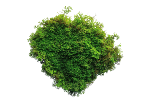 green moss heart shape on transparent background - Powered by Adobe