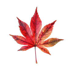 red maple leaf on white background