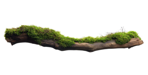 moss covered log on transparent background