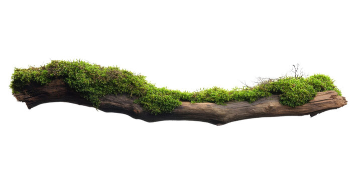 moss covered log on transparent background