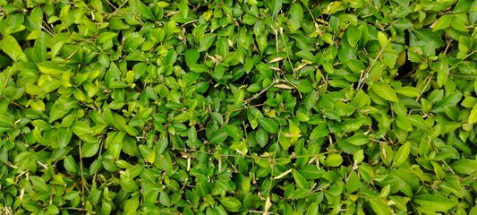 lush green hedge, featuring dense foliage and vibrant leaves, gardening and landscaping projects, green privacy screen, garden maintenance, decorative garden elements, aesthetic appeal, plant care 