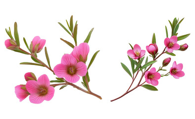 Obraz premium pink flowers branch on white background botanical illustration