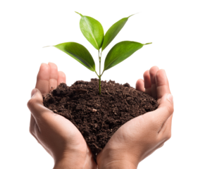 A hand holding a plant in dirt