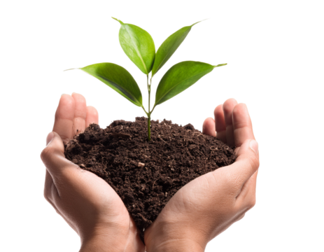 A hand holding a plant in dirt