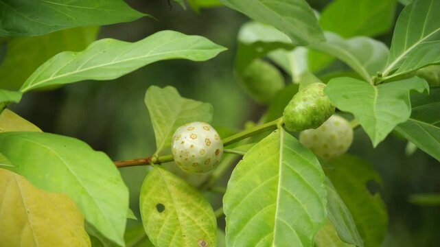 morinda fruits on the tree