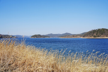 a reed that grew by a green lake