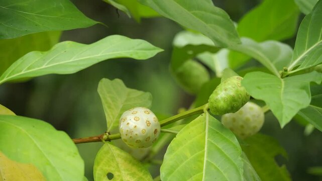 morinda fruits on the tree