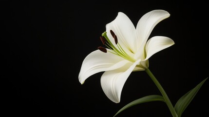 Fototapeta premium Elegant White Lily Blooming Gracefully with Delicate Petals and Rich Green Leaves Against a Dark Background Providing a Touch of Nature and Serenity