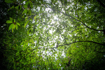 Fototapeta premium 春の奄美大島の森