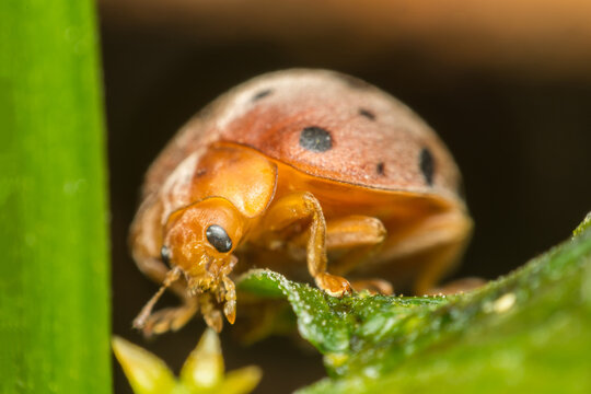 Macro of bug insect (Ladybug) on leaf in nature