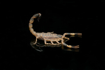 scorpion