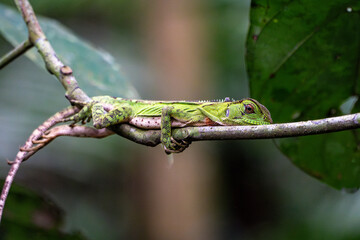 Lizard lies on a branch in Ecuador