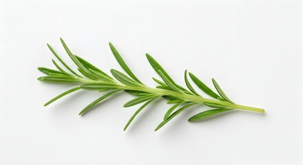 Fototapeta premium Aromatic Rosemary Herb Sprig on White for Culinary or Medicinal Use