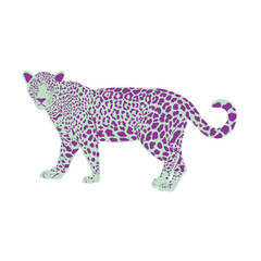 tiger on a white background