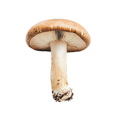 Brown Mushroom Image transparent background