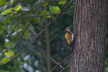 The beautiful lesser flame woodpecker on tree bark. The background is blurred with lush green foliage with branches.