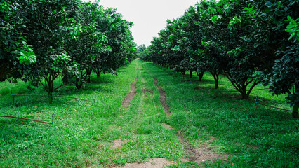 walkway in the middle of orange tree at the farm of Thailand