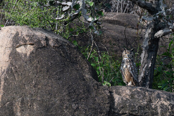 Fototapeta premium The close up photo of majestic Indian eagle owl in perching on a rock , wings outstretched, the backdrop is lush green foliage and a rocky outcrop.