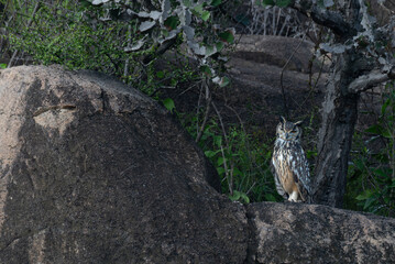 The close up photo of majestic Indian eagle owl in perching on a rock , wings outstretched, the backdrop is lush green foliage and a rocky outcrop.