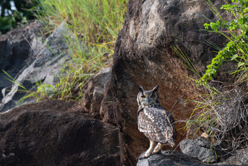 The close up photo of majestic Indian eagle owl in perching on a rock , wings outstretched, the backdrop is lush green foliage and a rocky outcrop.