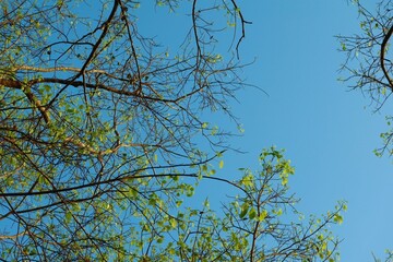 tree branches against blue sky