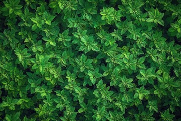 Obraz premium Lush Green Moss Texture and Patterns in Nature Background