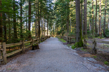 Scenic Forest Pathway Along Chief Mountain in Squamish, BC, Canada
