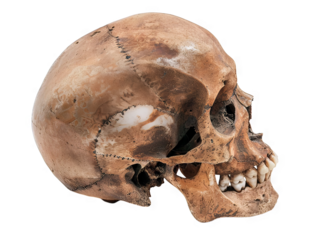 Ancient Human Skull: A Detailed Profile View