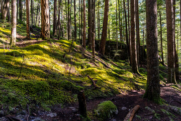 Lush Forest on Chief Mountain in Squamish, BC with Moss-Covered Ground