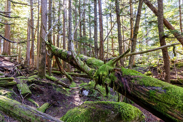 Lush Moss-Covered Forest at Chief Mountain in Squamish, BC, Canada