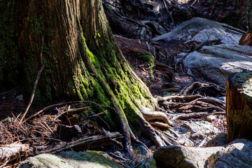 Moss-Covered Tree Roots in Chief Mountain, Squamish Forest