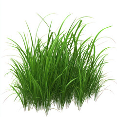 Obraz premium green grass isolated on white background