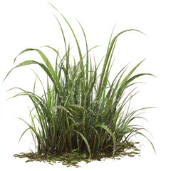 green grass isolated on white