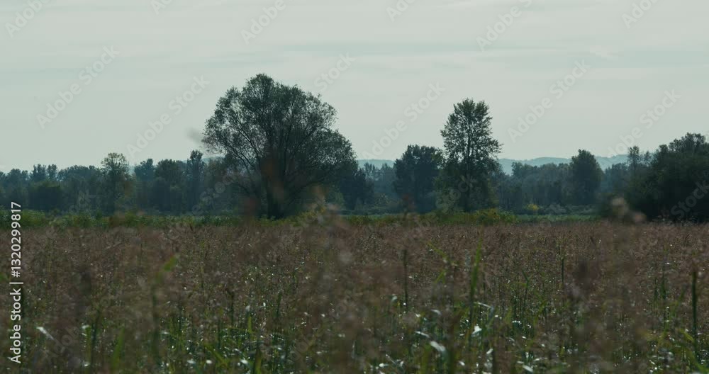 Poster expansive rural field with tall grass and distant trees under a soft cloudy sky