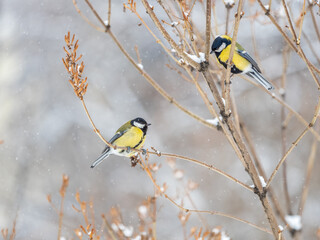 Cute bird Great tit, songbird sitting on a branch without leaves in the autumn or winter.