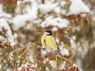 Cute bird Great tit, songbird sitting on the fir branch with snow in winter