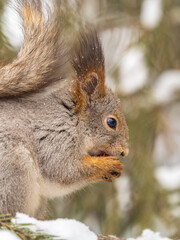 The squirrel with nut sits on tree in the winter or late autumn