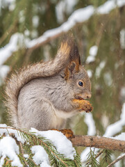 The squirrel with nut sits on tree in the winter or late autumn