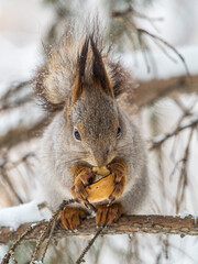 The squirrel with nut sits on tree in the winter or late autumn