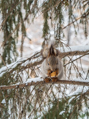 The squirrel with nut sits on tree in the winter or late autumn